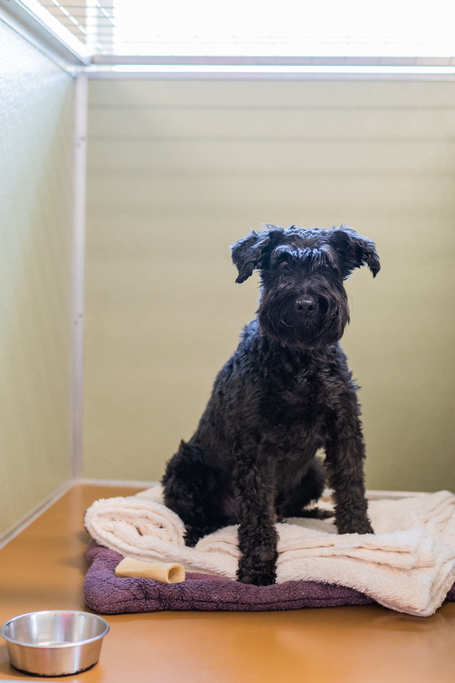 Black dog in a dog cabin