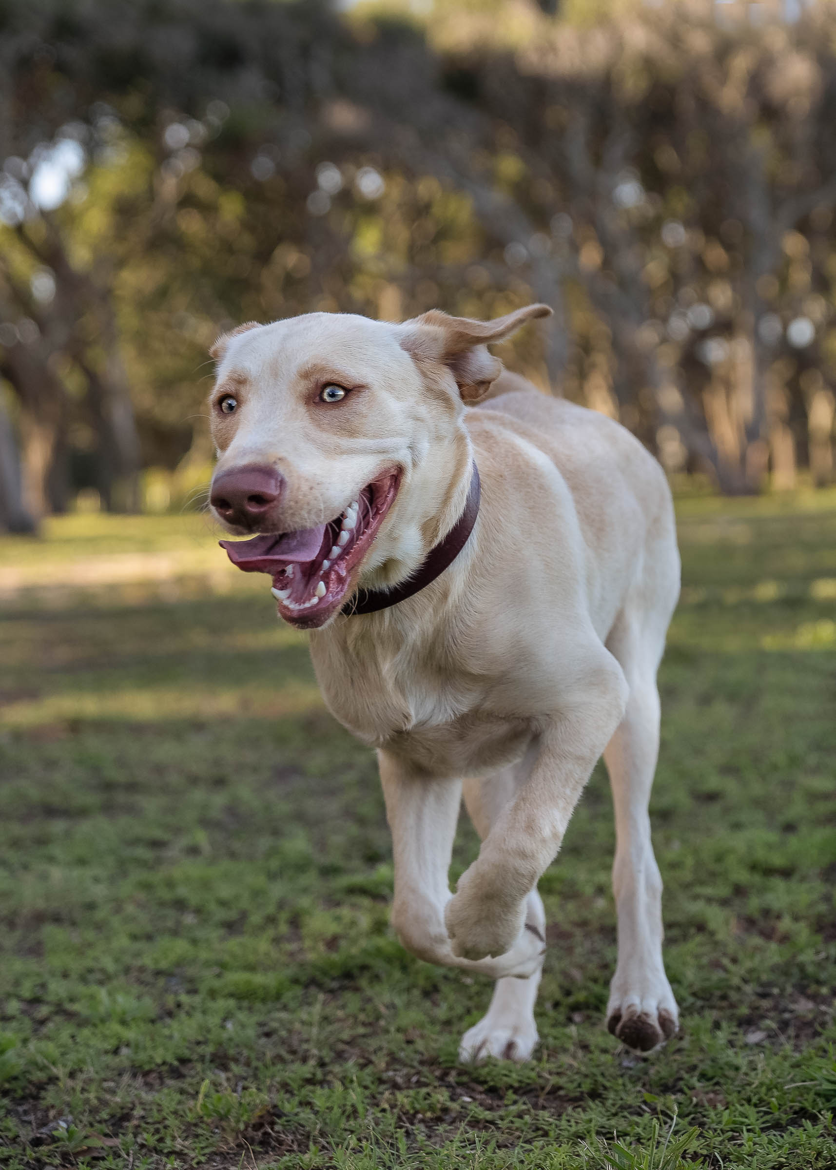 Dog running in the grass