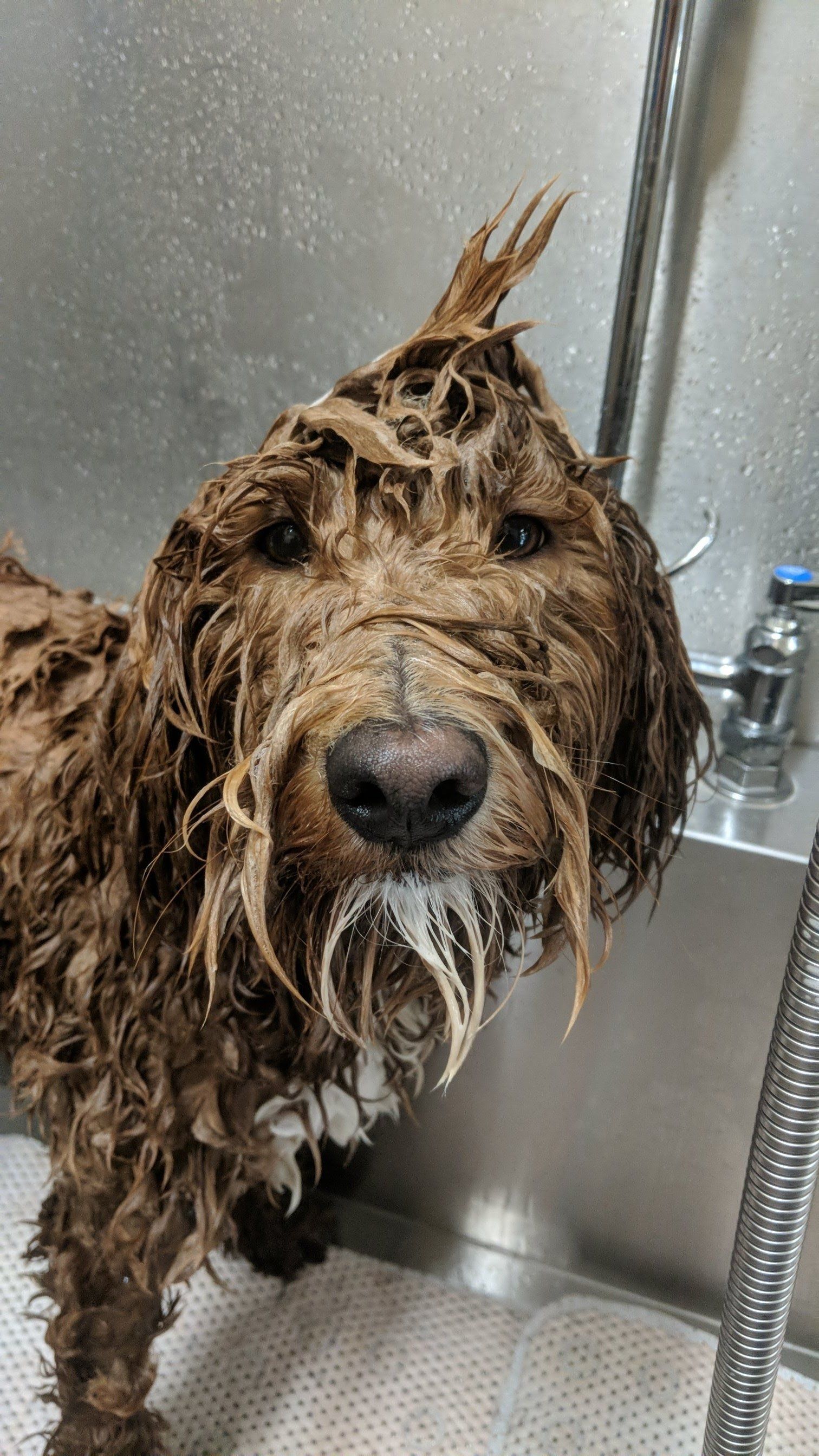 Lulu