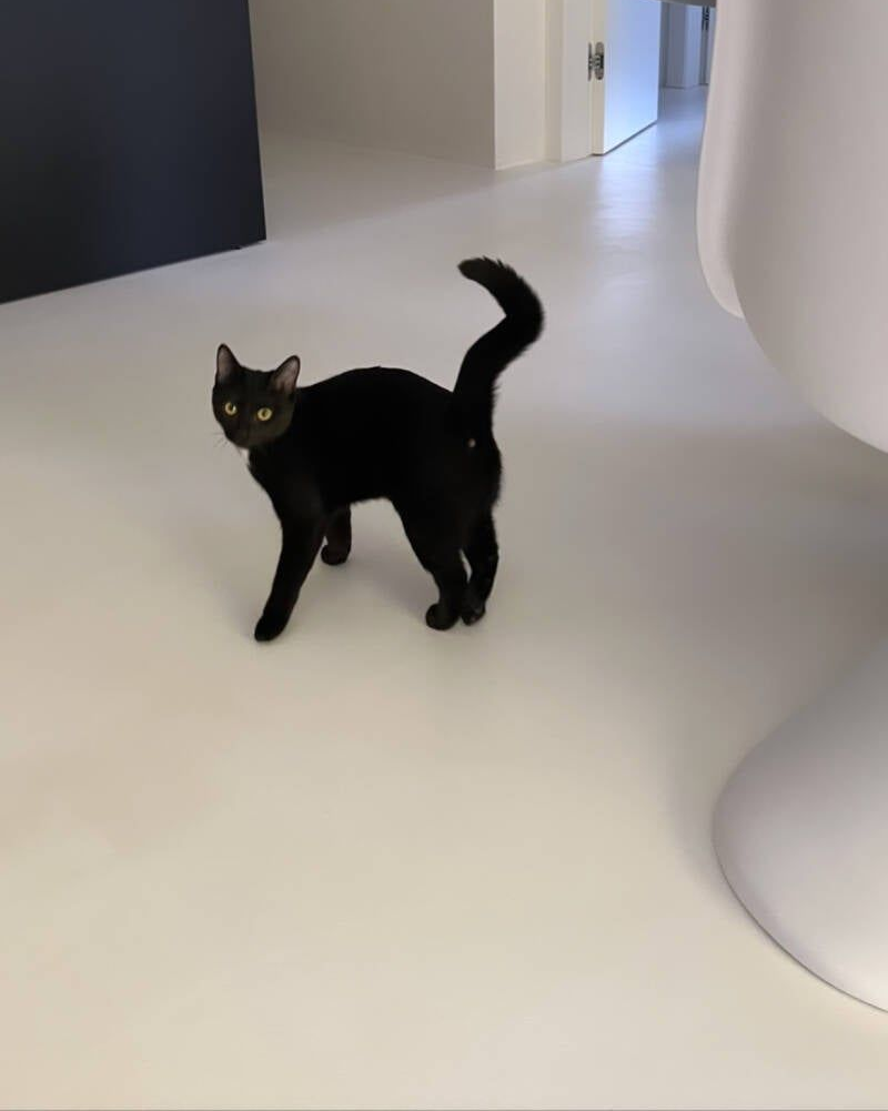Gatto nero su un pavimento in micro cemento