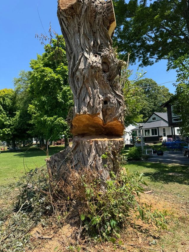 A large tree trunk split by a fungus shelf in a sunny park with green grass and a house in the background