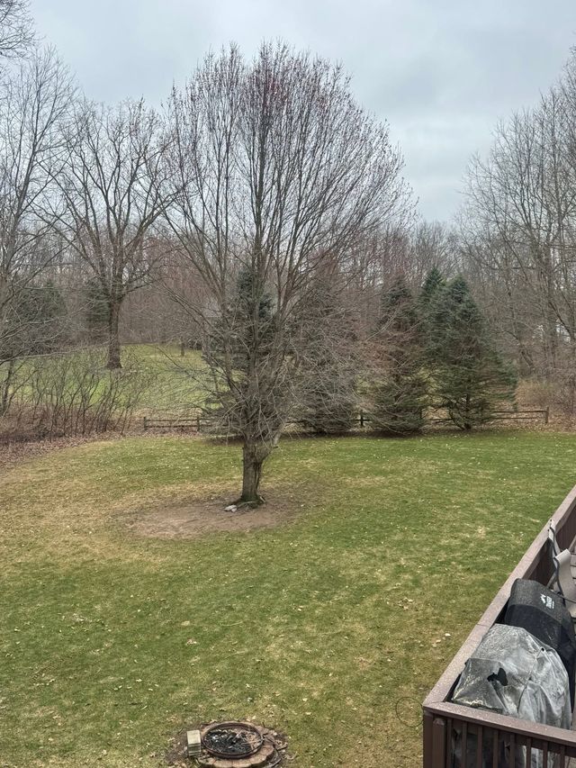 Leafless tree in a grassy yard under a cloudy sky, with a raised planter at right.
