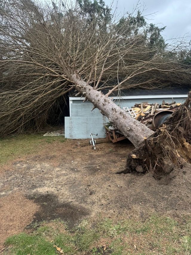 Fallen tree trunk leaning against a house, with uprooted roots and broken branches in the yard.