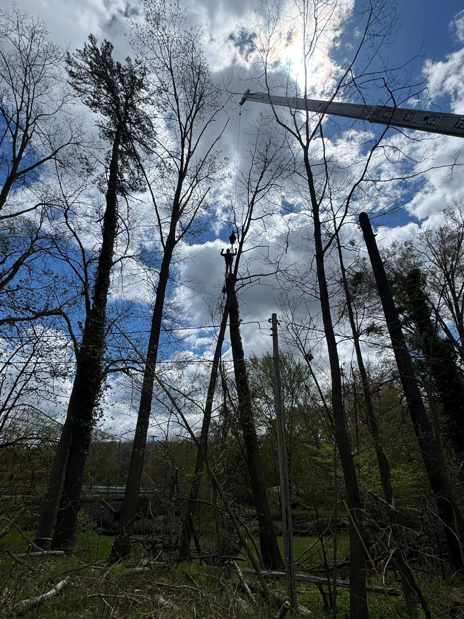 Leafless trees silhouetted against a cloudy blue sky in a forest clearing