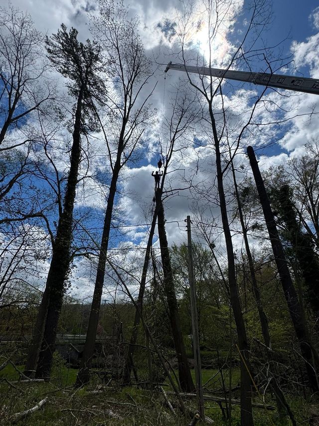 Leafless trees silhouetted against a cloudy blue sky in a forest clearing