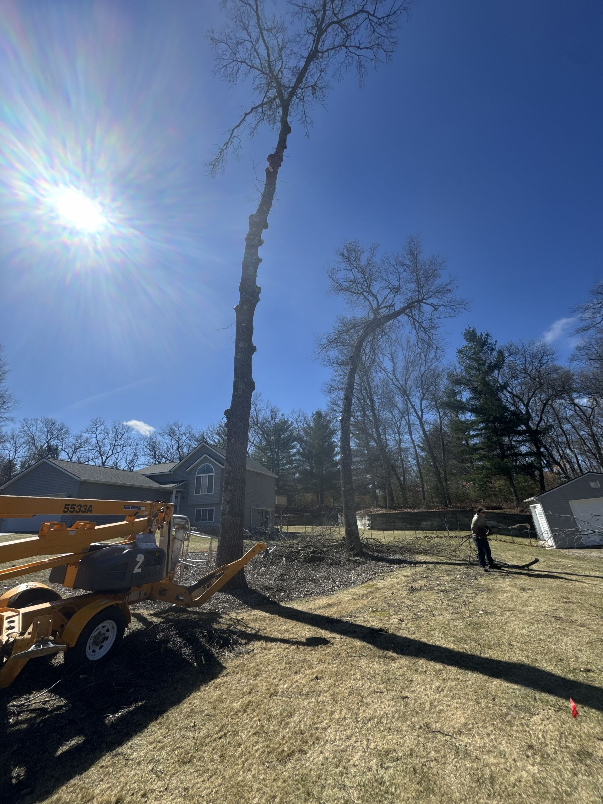 Tree removal work in a sunny yard, with a truck lift and a tall bare tree being cut down