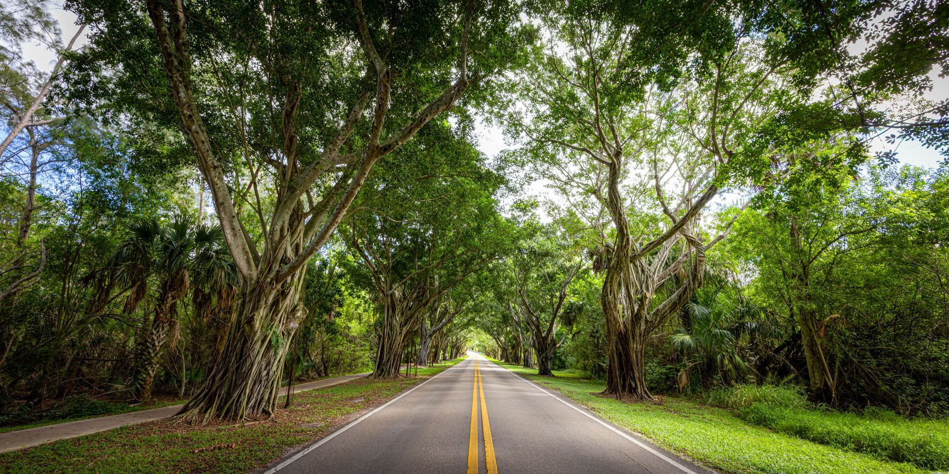 Beautiful canopy of trees on Bridge Road