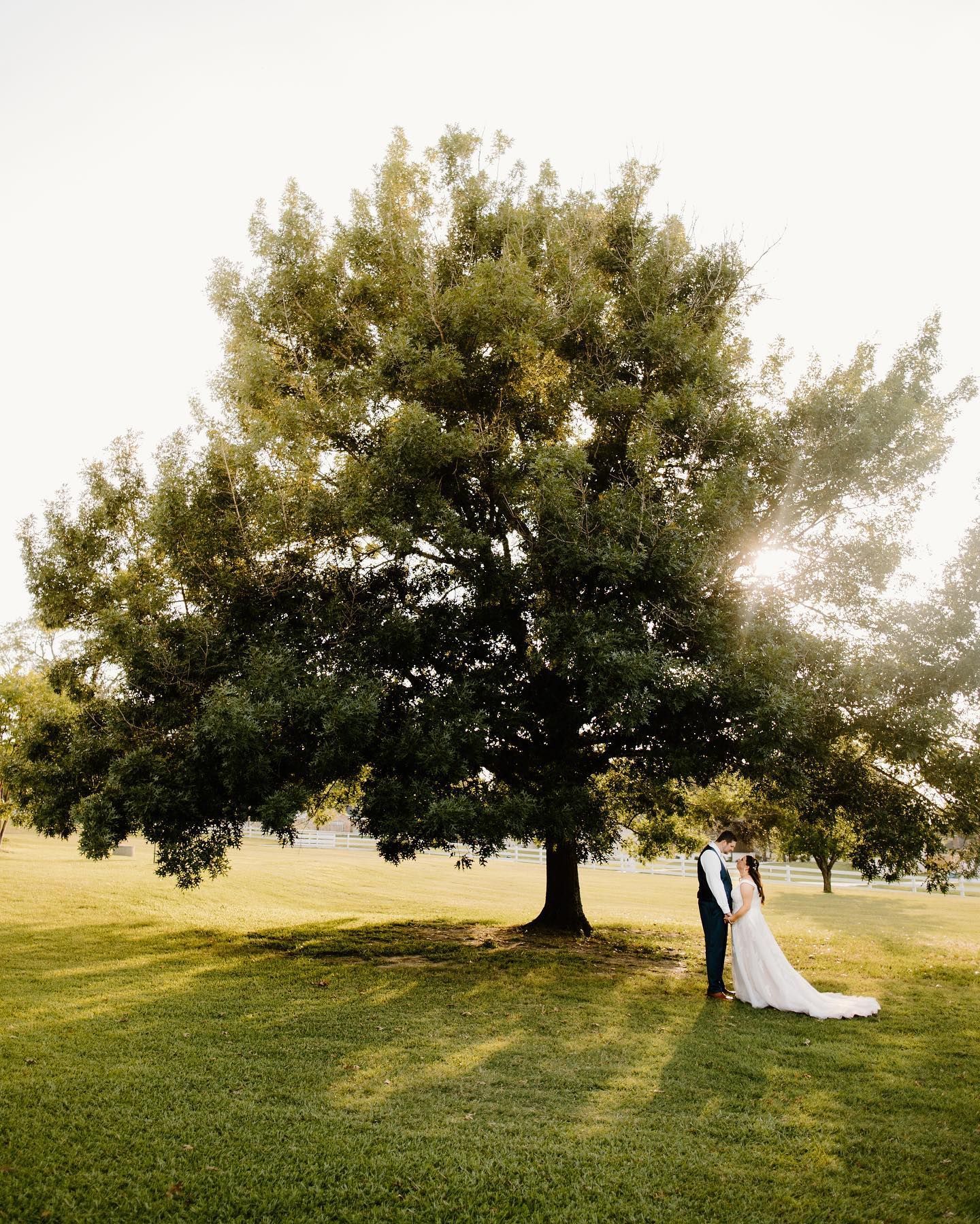 Couple in wedding attire stand near a large tree in a grassy field, sunlight shining through the leaves.