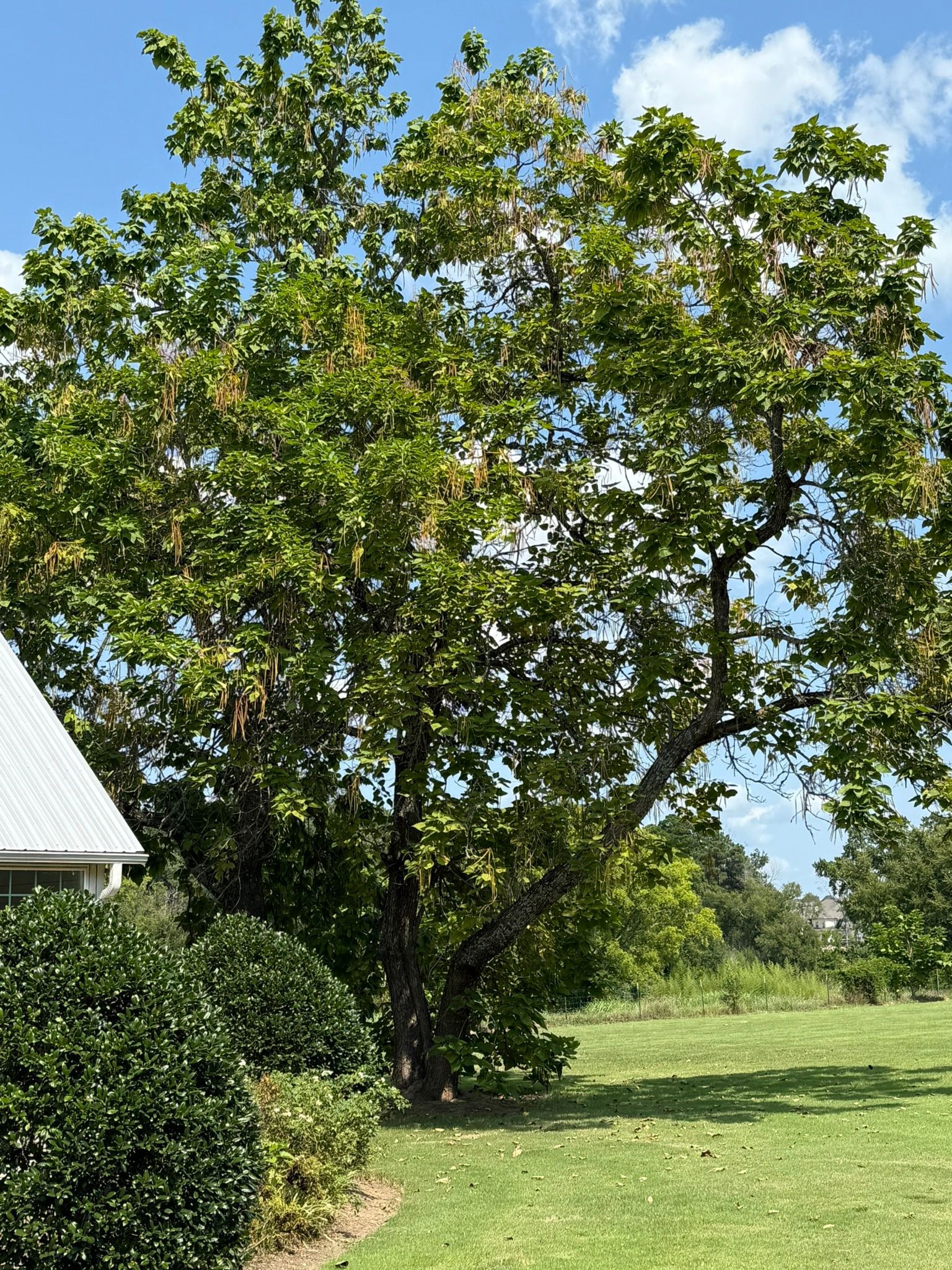 A large tree with green leaves stands in a grassy yard under a blue sky, next to a house and bushes.