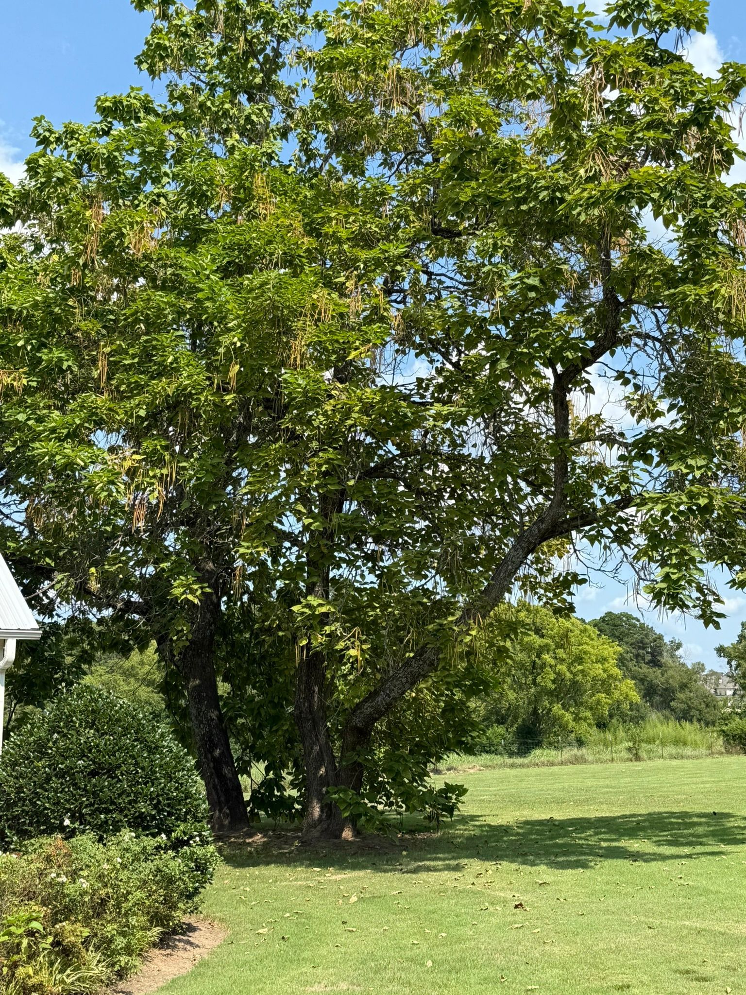 Large tree with green leaves in a grassy yard under a blue sky.