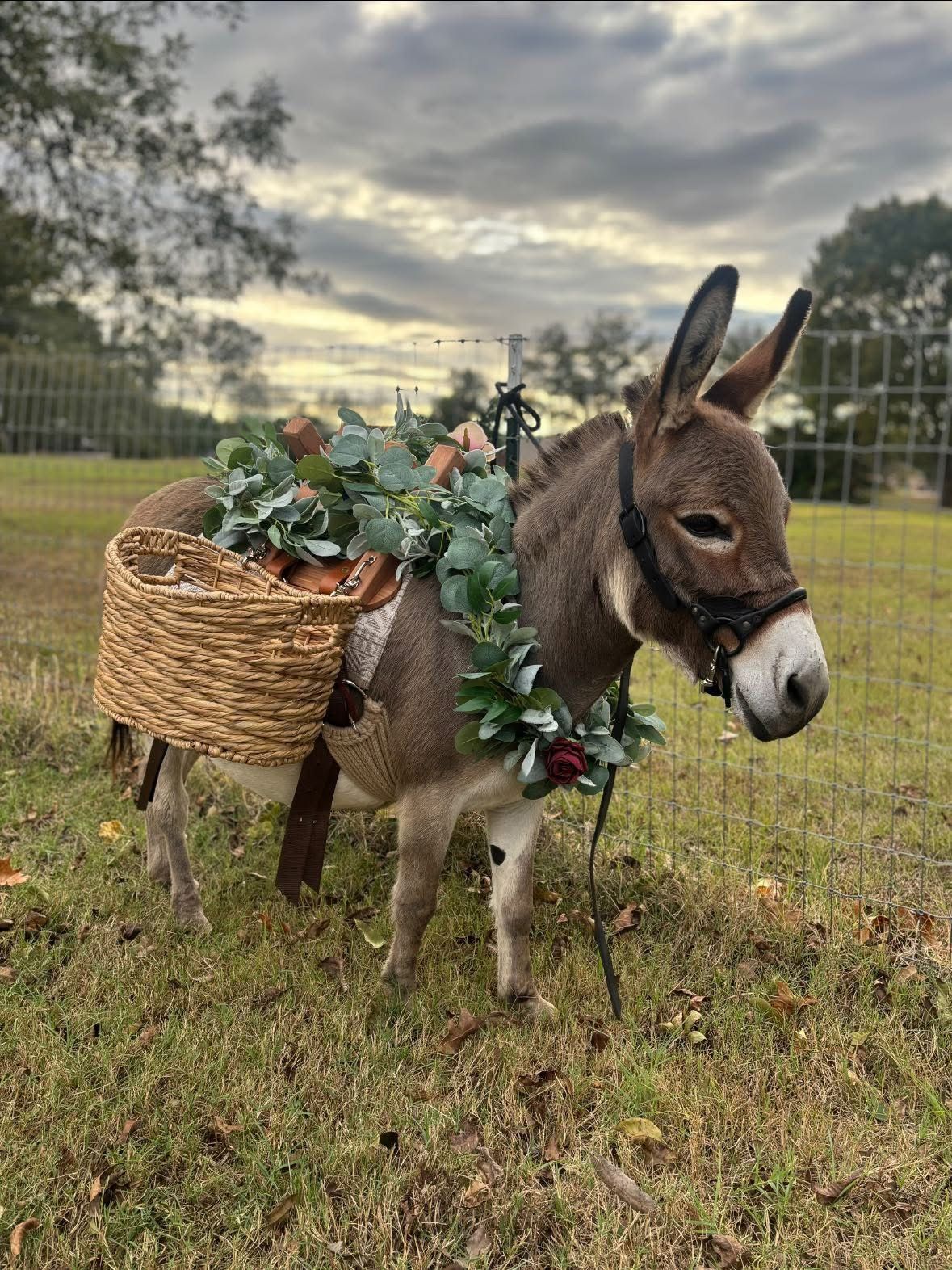 Donkey wearing a floral collar and basket harness, standing in a grassy field with cloudy sky.