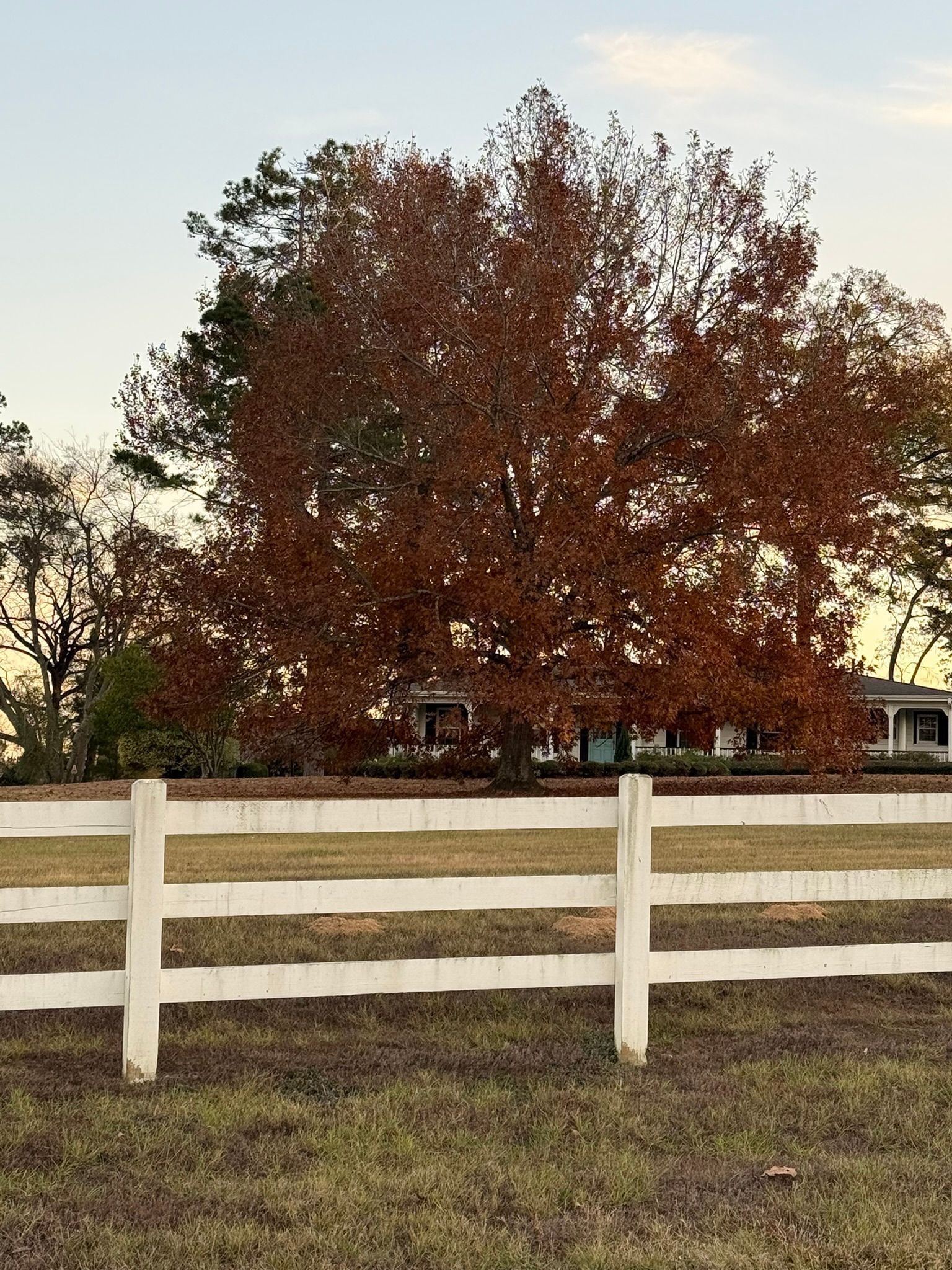 White fence in front of a tree with reddish-brown leaves. A house is visible behind the tree.