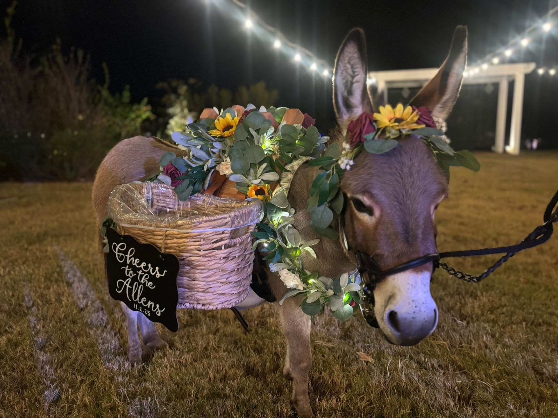 Donkey wearing a floral crown and basket, holding a sign that says 