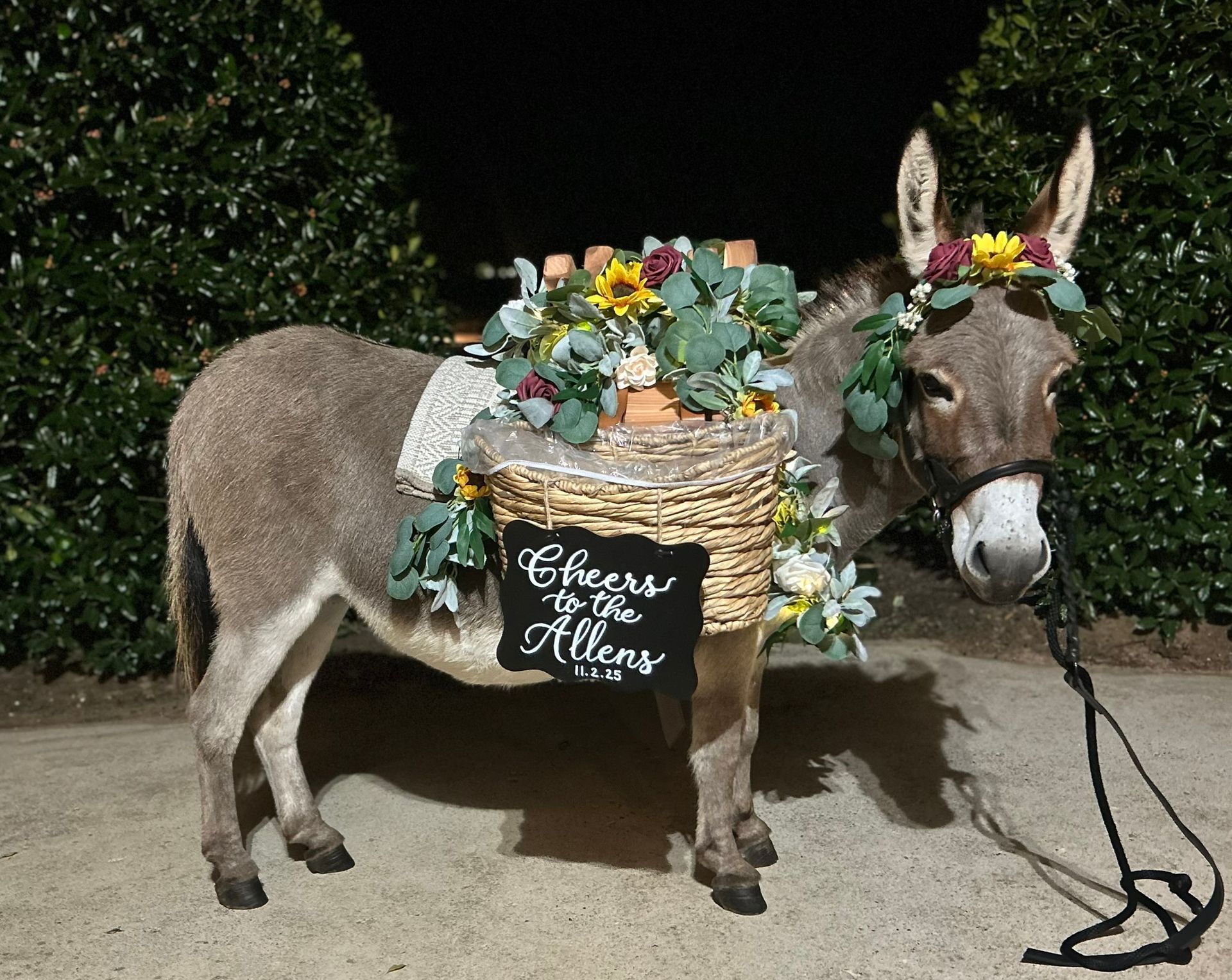 Donkey decorated with flowers and a basket, holding a sign that says, 