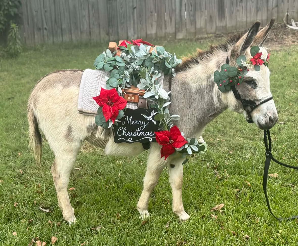 Donkey adorned with Christmas decorations, including a wreath, poinsettias, and a 