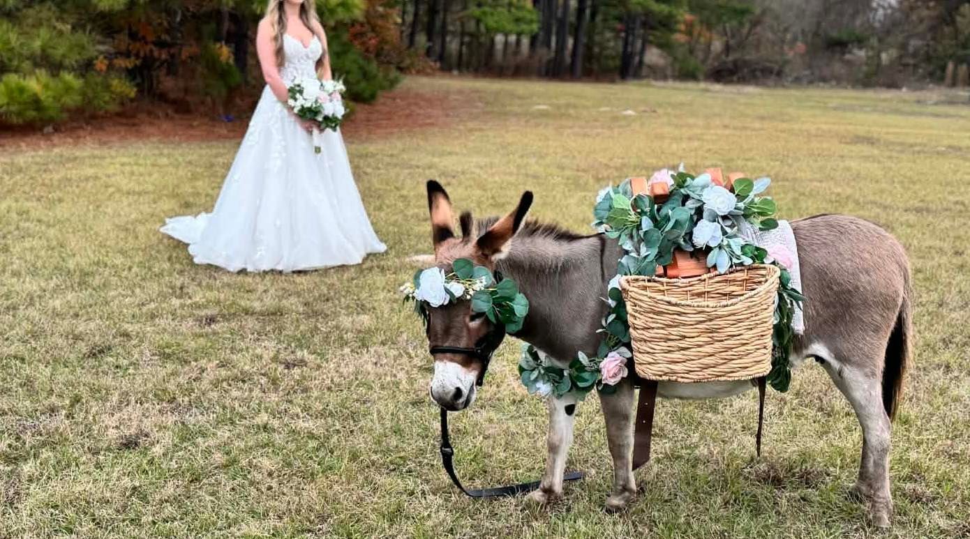 Bride in white dress with a decorated donkey carrying baskets and flowers on a grassy field.