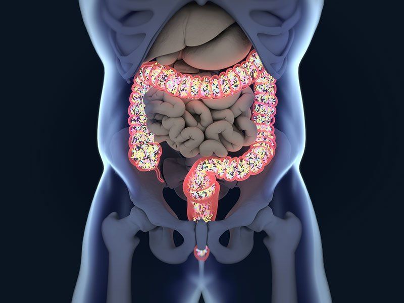 intestino