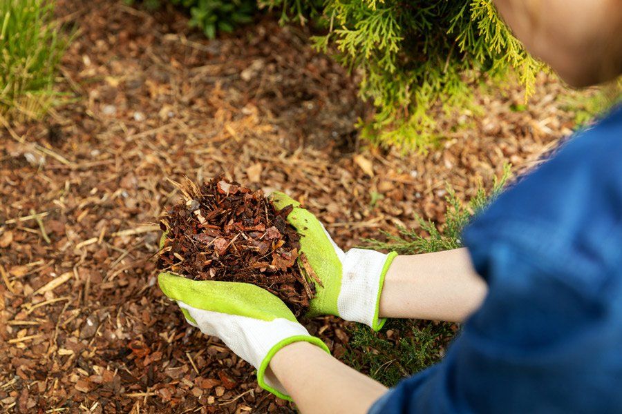 Gardener Laying Mulch - Tree Removal in Grafton, NSW
