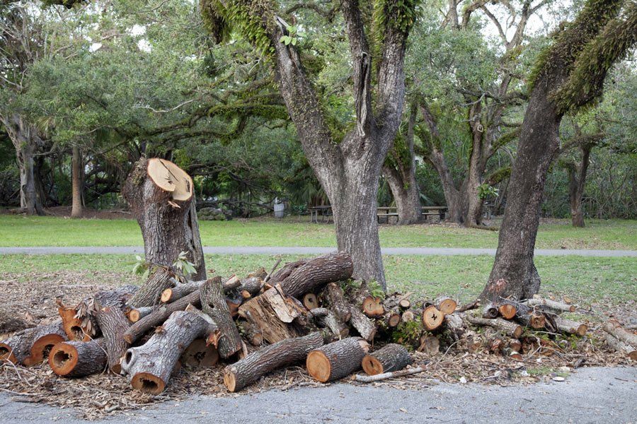 Tree Sawn - Stump Removal in Grafton , NSW