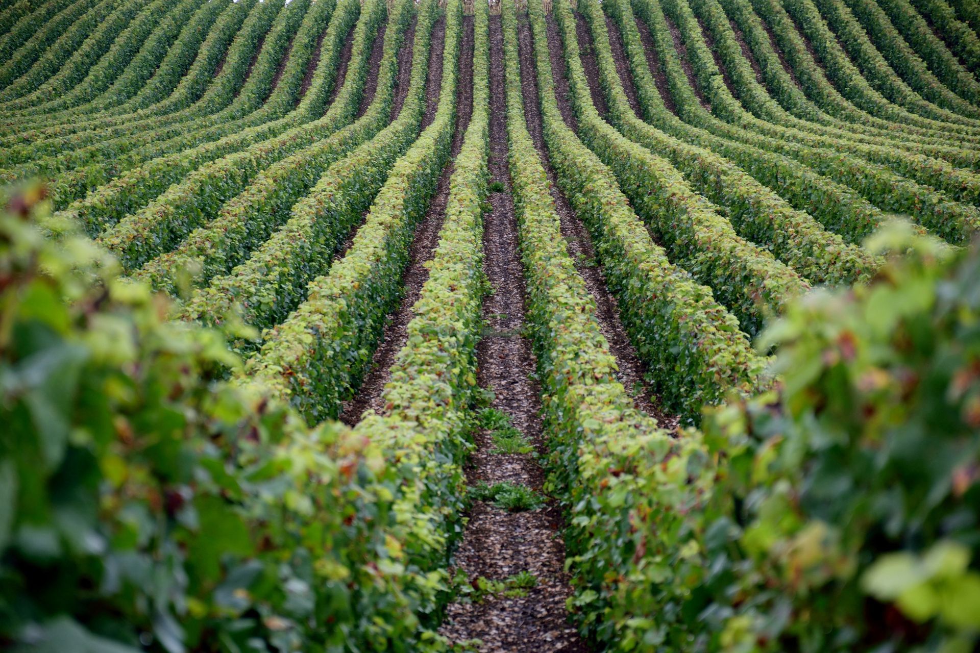 Rows of green vines are growing in a vineyard.