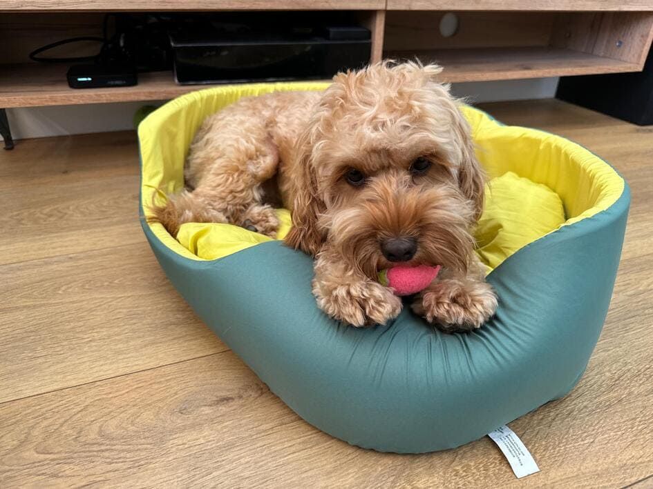 A small dog is laying in a dog bed with a pink ball in its mouth.