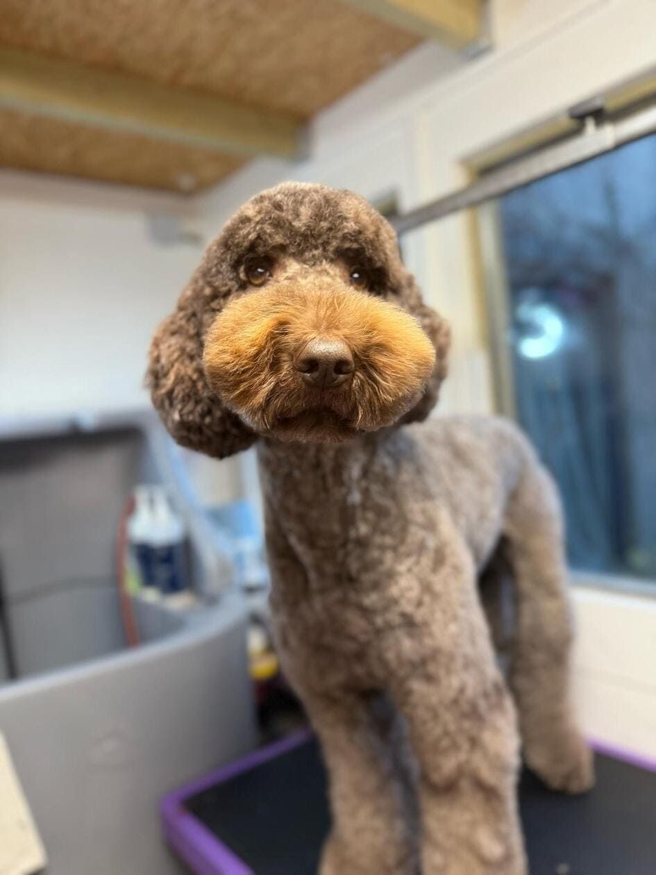 A brown poodle is standing on a purple table and looking at the camera.