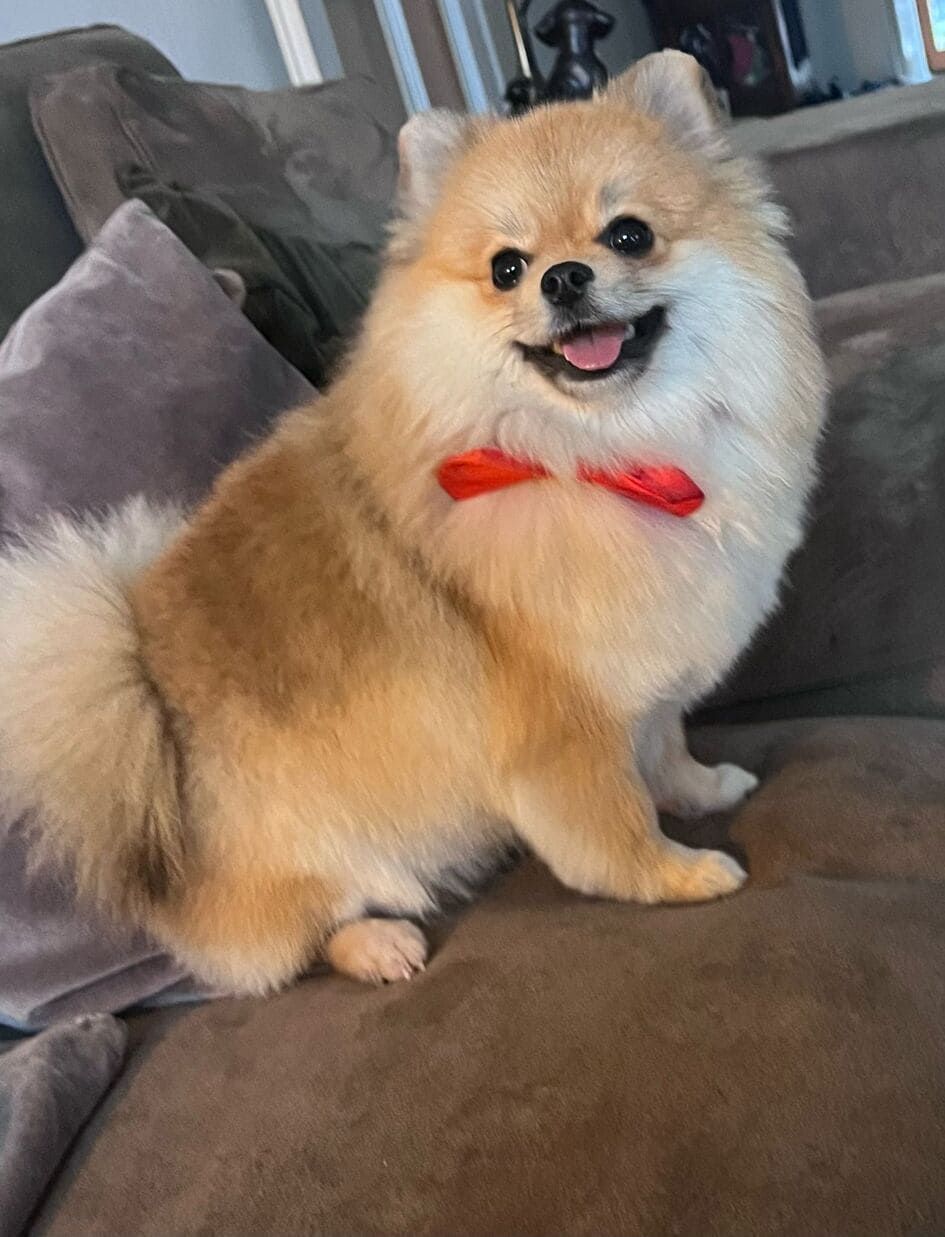 A pomeranian dog wearing a red bow tie is sitting on a couch.