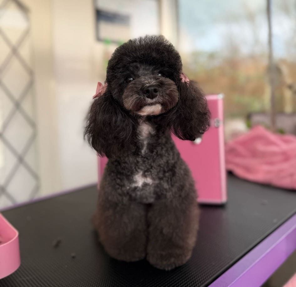 A small black poodle is sitting on a purple table