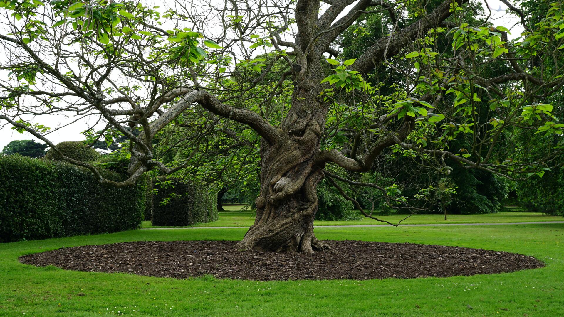 garden mulch around an old tree in newtown, ct