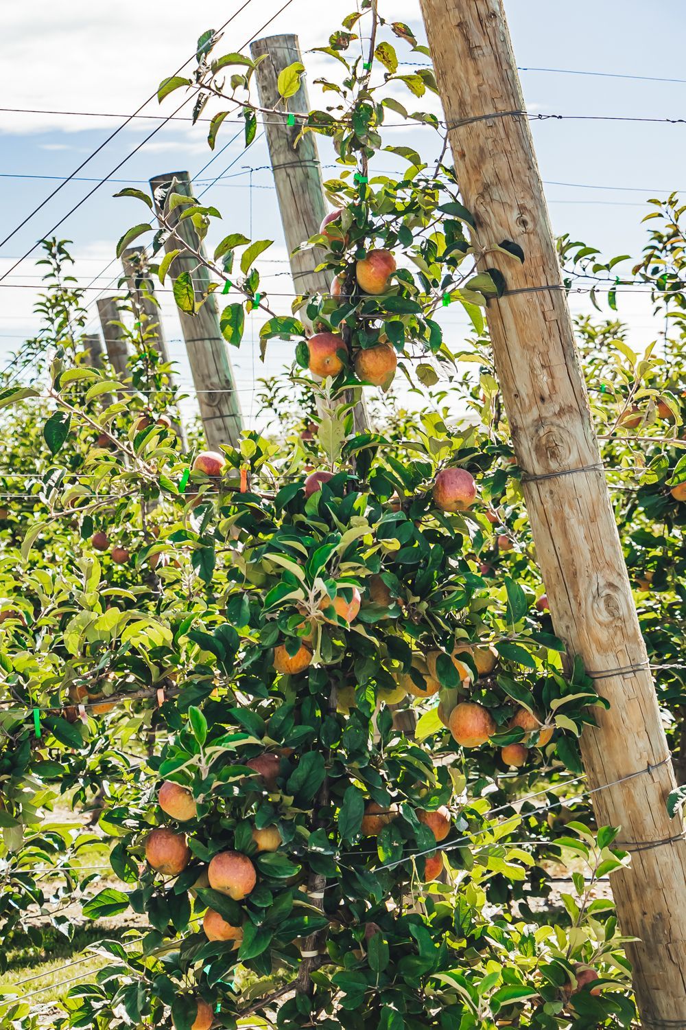 Quality poles used in an orchard
