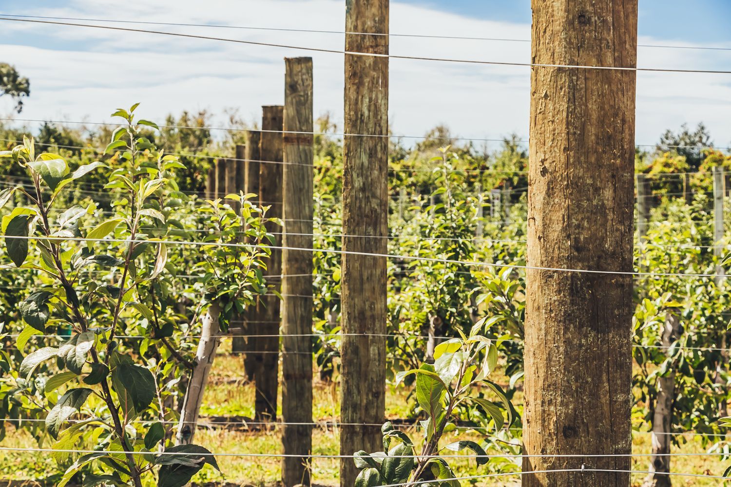 Mitchpines posts in an orchard