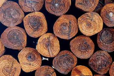 Mitchpine Rounds