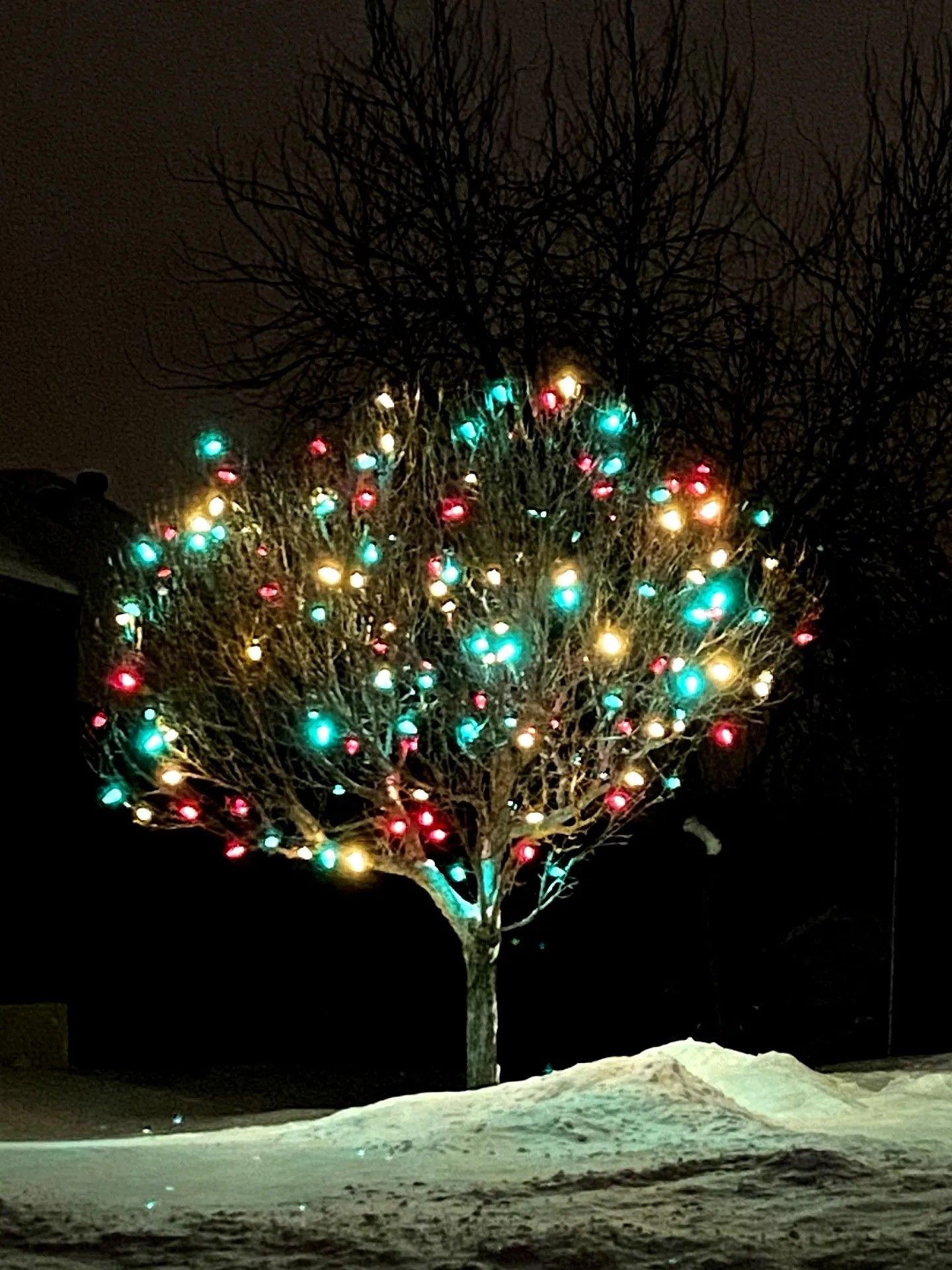 Holiday Lights