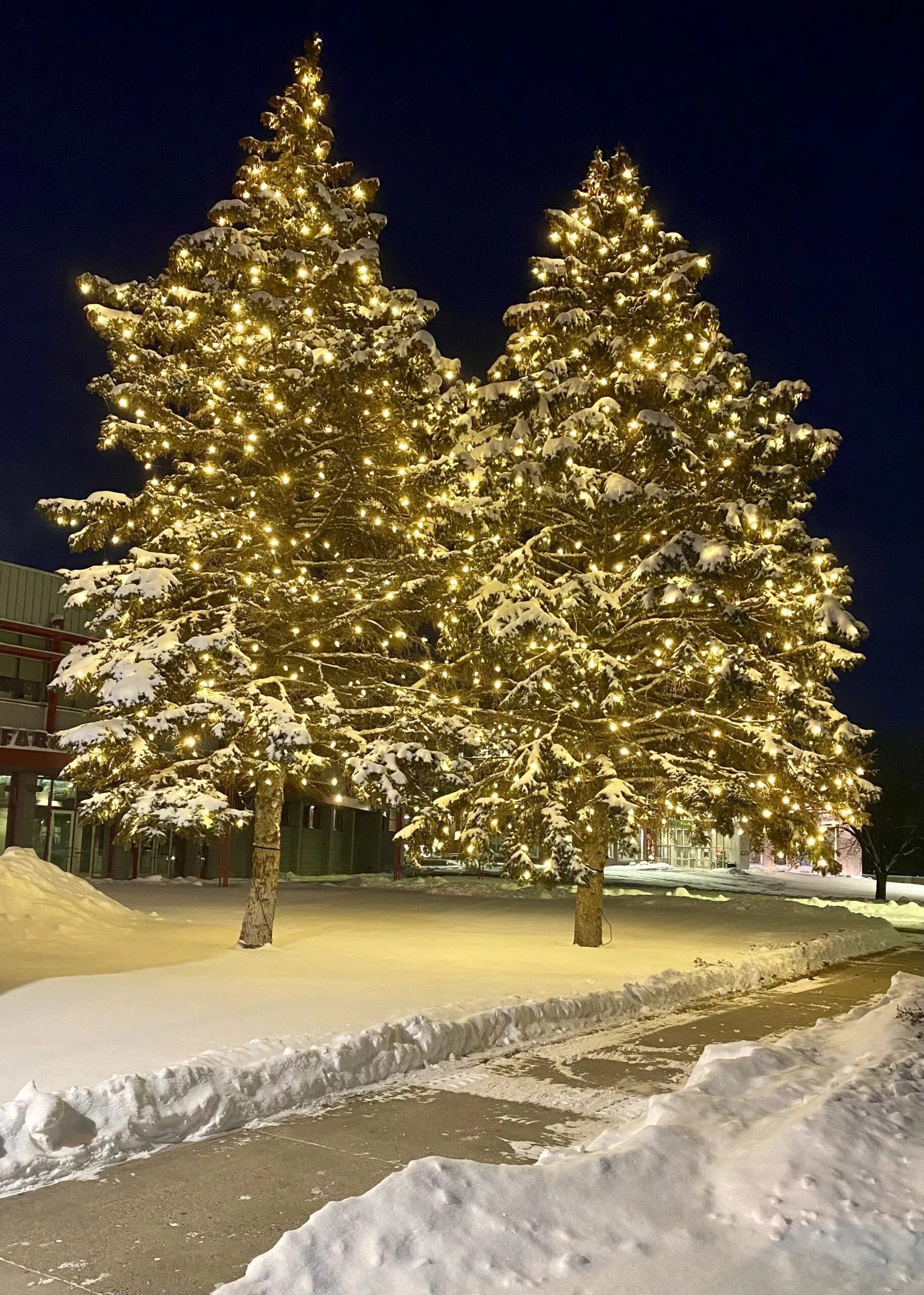 Holiday Lights