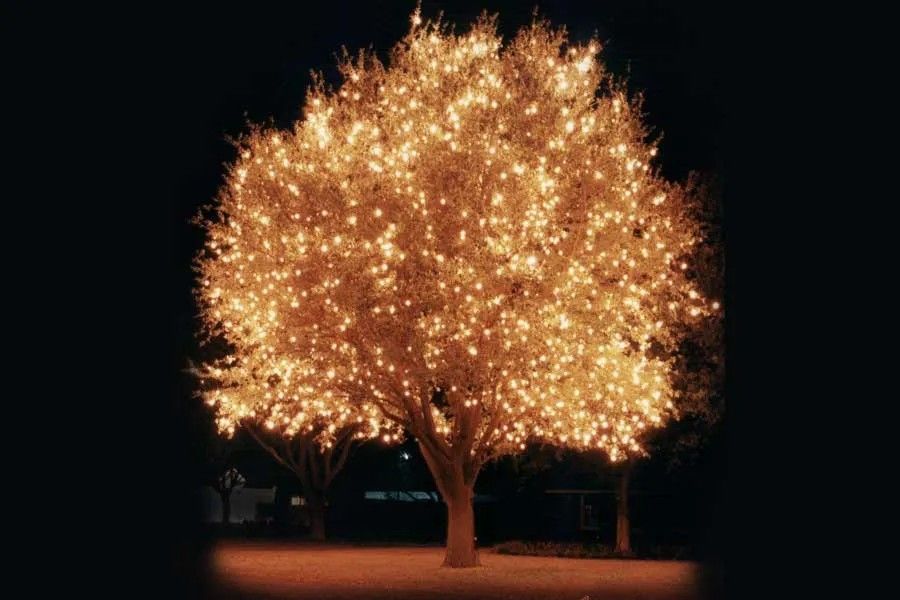 Holiday Lighting