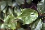 Acer buergerianium
Trident Mapler