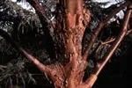 Acer griseum
Paperbark Maple