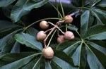 Aesculus octandra
Yellow Buckeye
