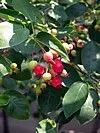 Amelanchier sp.
Serviceberry