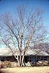Betula nigra
River Birch