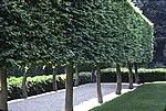 Carpinus betulus
European Hornbeam
