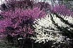 Cercis canadensis
Eastern Redbud