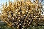 Cornus mas
Corneliancherry Dogwood