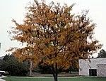 Gleditsia triacanthos
var. inermis
Thornless Honeylocust