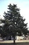 Juniperus virginiana
Eastern Redcedar