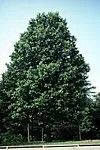 Liriodendron tulipifera
Tuliptree