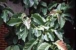 Magnolia acuminata
Cucumbertree Magnolia