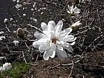 Magnolia stellata
Star Magnolia
