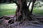Metasequoia glyptostroboides
Dawn Redwood