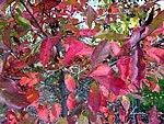 Nyssa sylvatica
Black Tupelo